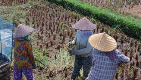 Los-Agricultores-De-Trabajo-En-Equipo-Balinés-Trillan-Plantas-De-Arroz,-Sartén-A-Cámara-Lenta