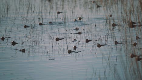 Army-of-frogs-camouflage-selves-in-reedy-pond,-slow-motion-shot