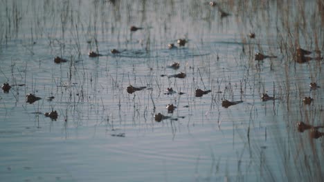 army of frogs camouflage selves in reedy pond, slow motion shot