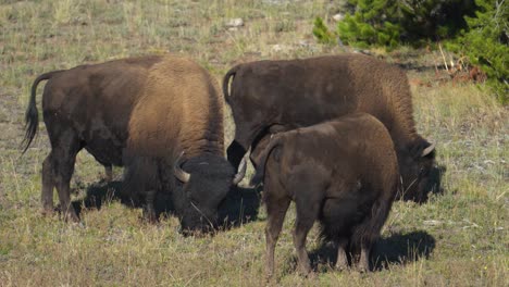 familia de búfalos americanos pastando en pastos junto a la carretera en el parque nacional de yellowstone en un día soleado, coches pasando, cerrar