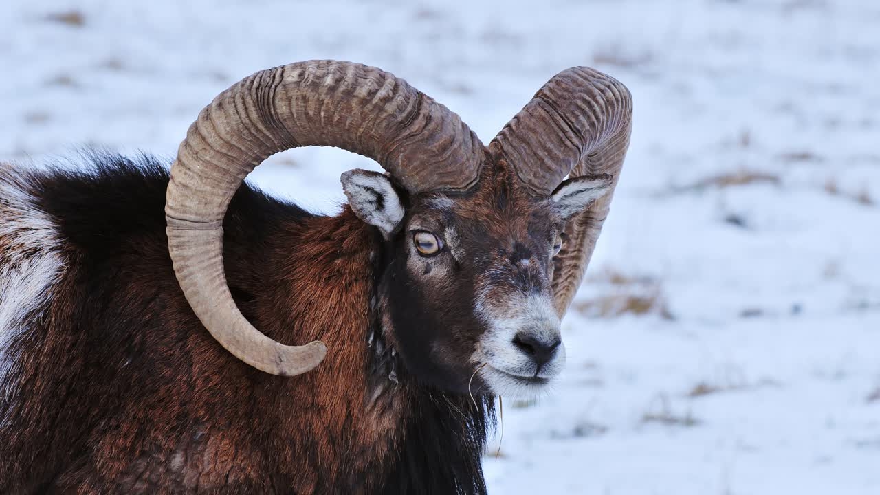 Slow motion of powerful ram with curved horns alertly scanning the horizon