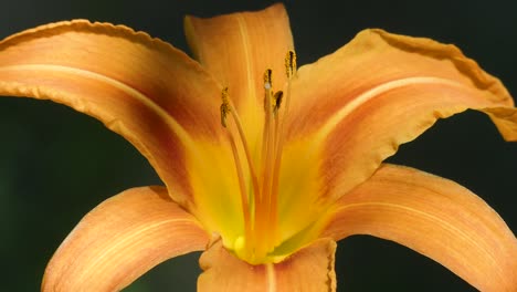 imágenes de primer plano de una pequeña hormiga insecto insecto caminando sobre una gran flor de lirio naranja