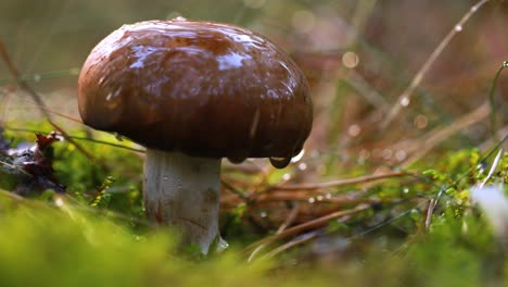 mushrooms champignon iin a sunny forest in the rain.