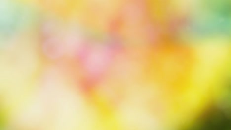 abstract forest bokeh motion background