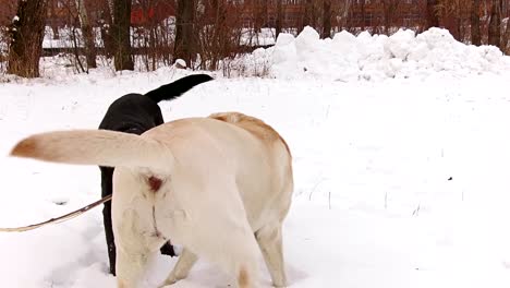 two labrador dogs playing together