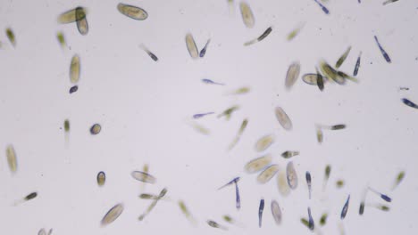 Protozoa-single-cell-organisms-in-microscope-bright-field