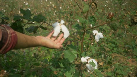 blooming cotton ready to harvest, maharashtra, india