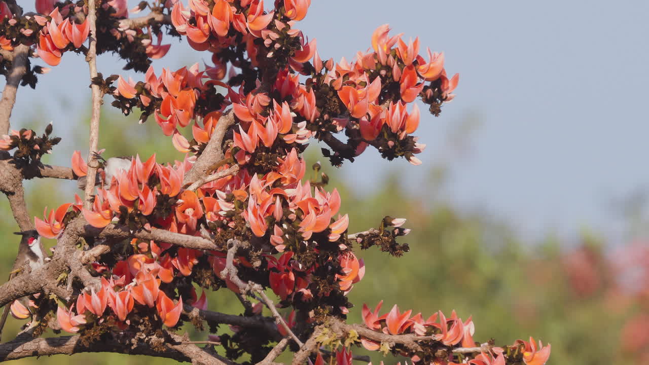 Par af rødkindet bulbul nipper nektar fra flammende orange blomster fra