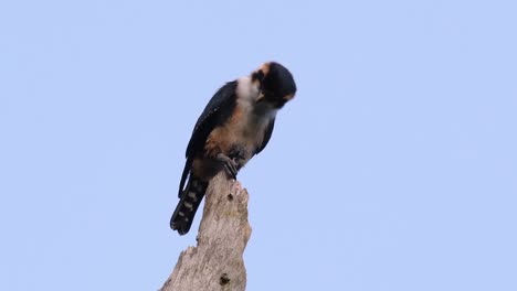 the black-thighed falconet is one of the smallest birds of prey found in the forests in some countries in asia