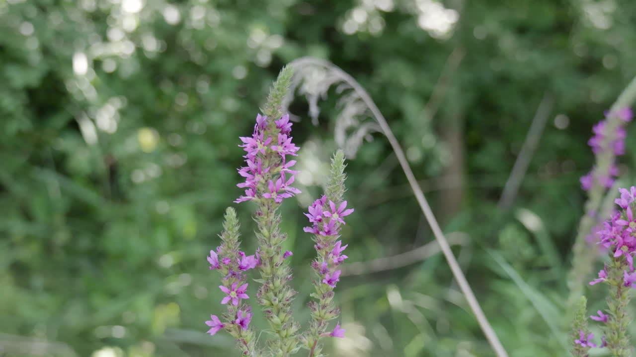 una franja púrpura suelta balanceándose en el viento con un fondo verde borroso