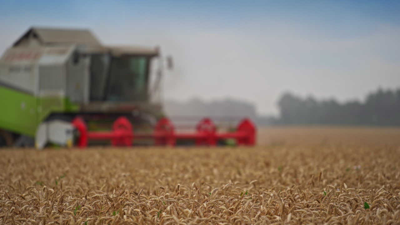 Green harvester combine with red mower mechanism working in the field. Blurred image of a harvester moving along the plantation. Ripe spikelets close up.