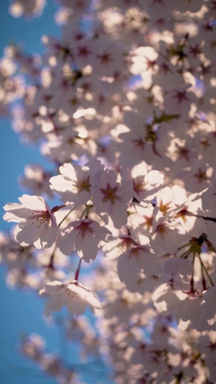 Delicate Pink Cherry Blossoms Swaying in Sunlight Against Blue Sky