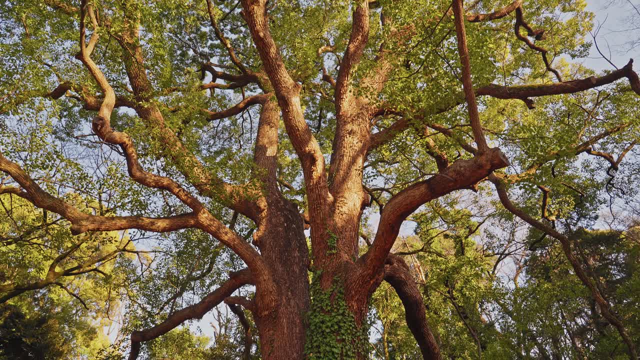 Una lenta inclinazione verso l'alto dal tronco dell'albero a splendidi fiori bianchi di susino in piena fioritura contro un cielo azzurro limpido e vibrante in un tranquillo giardino primaverile