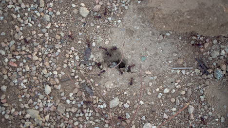 ants scurrying around hive hole, close up overhead shot