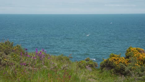 Flores-Florecientes-En-El-Acantilado-De-Hierba-Fowlsheugh-Con-Aves-Marinas,-Escocia