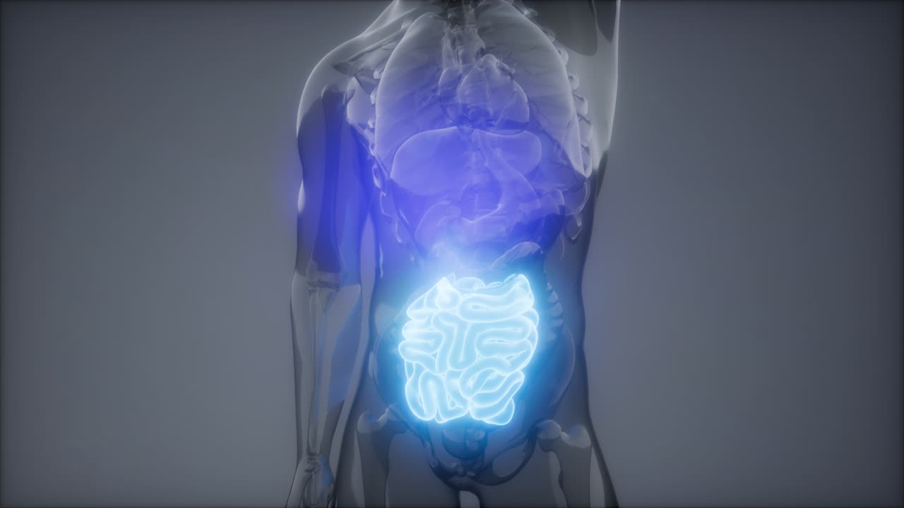 examen de radiología del intestino delgado humano
