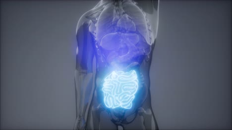 Human-Small-Intestine-Radiology-Exam