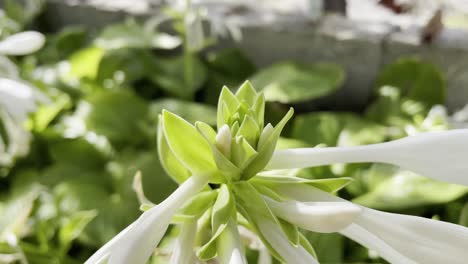 Cerrar-Una-Flor-De-Pétalos-Blancos-En-Un-Jardín-Con-Otras-Plantas-Y-Una-Valla-Antigua.