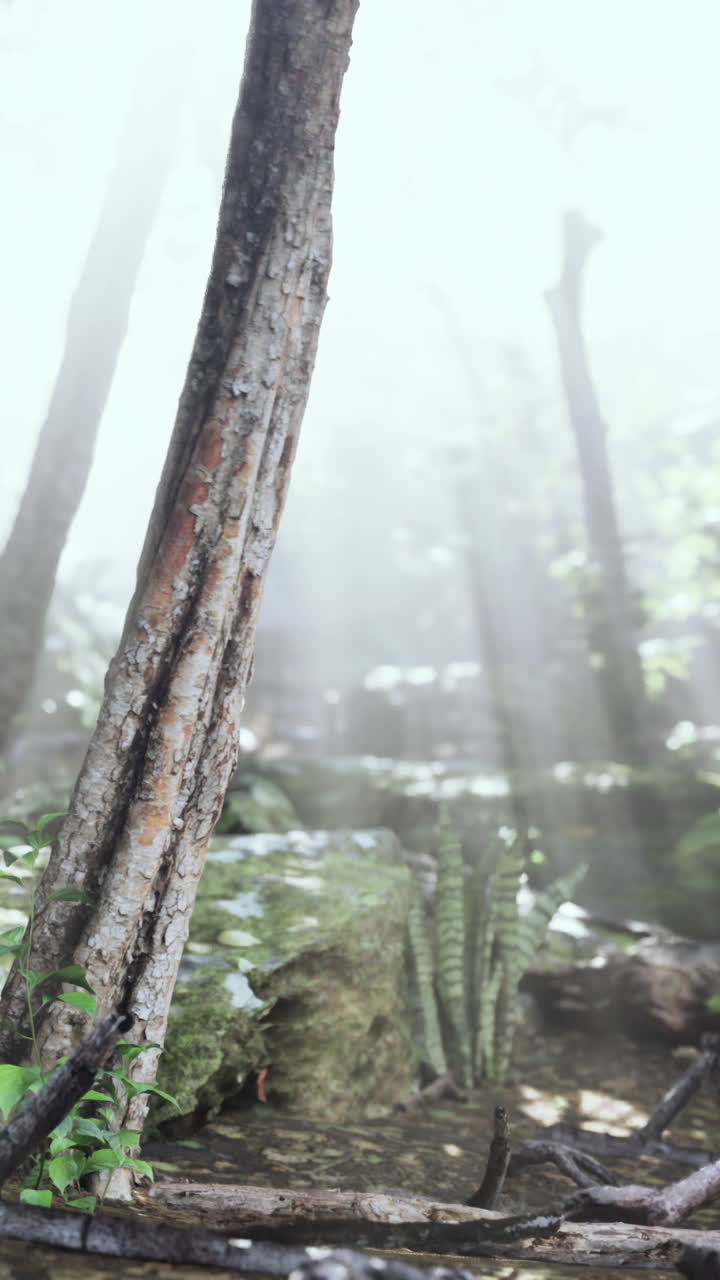 나무로 가득 찬 안개 숲