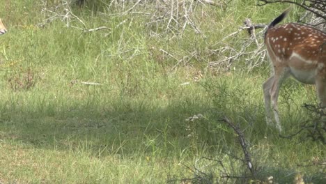 eating deer with young reindeer walking around