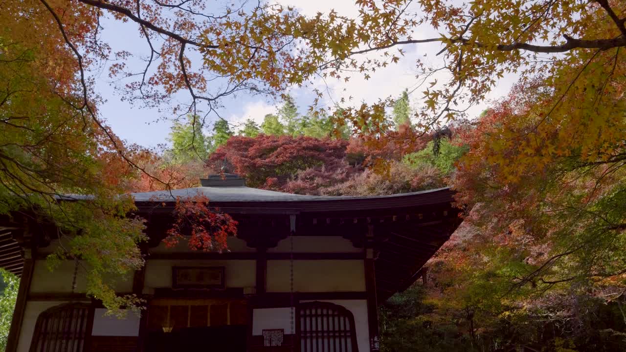 Stunning slow motion sideways slider over Japanese shrine building during fall colors