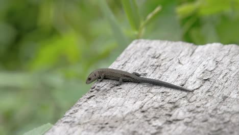 a common lizard on top of the roof in the forest