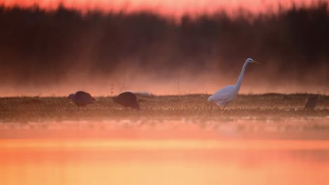 great egret fishing in wetland in misty morning