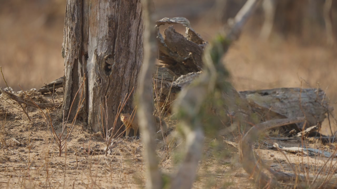 Slender mongoose appears by a tree trunk in Kruger National Park, partially hidden behind a close-up blurred twig, dry savanna habitat, natural wildlife behavior shot.