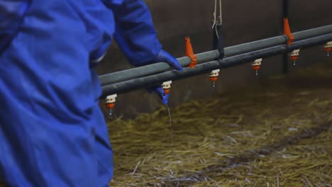 Farmer-wearing-PPE-while-checking-poultry-water-drinking-system-inside-indoor-farm-with-straw-covered-floor