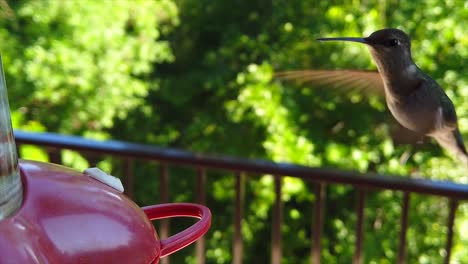 en un patio trasero en los suburbios, un diminuto colibrí con plumas verdes revolotea alrededor de un comedero para pájaros en cámara lenta para tomar bebidas, abre su pico y finalmente se va volando