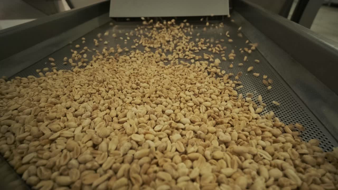 tostado de maní. operaciones de clasificación en la fábrica de nueces. línea de producción de envases de maní tostado