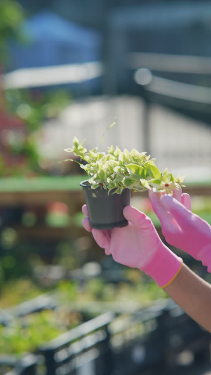 manos sosteniendo una pequeña planta en olla