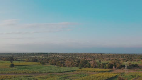 Sonnenblumenfarm-Bei-Sonnenuntergang-Mit-üppigen-Grünen-Blättern-Auf-Einem-Bauernhof-In-Afrika