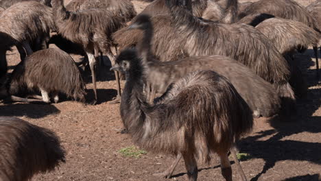 a large group mob of young emu birds in australia