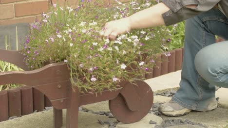 gardener inspecting flower arrangement in wheelbarrow