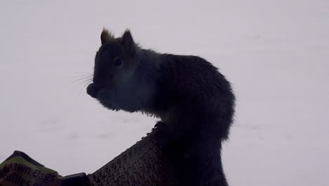 small grey squirrel chewing on a nut