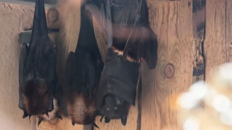 a group of black bats hang from the ceiling of a zoo terrarium