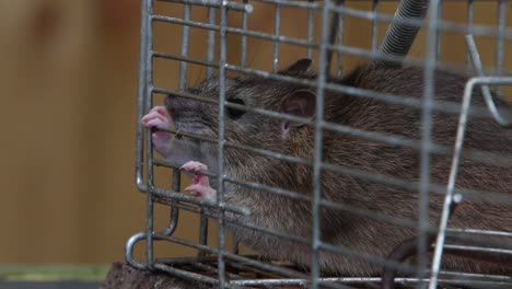 an adult brown rat, rattus norvegicus, trying to chew its way out of a wire live trap cage