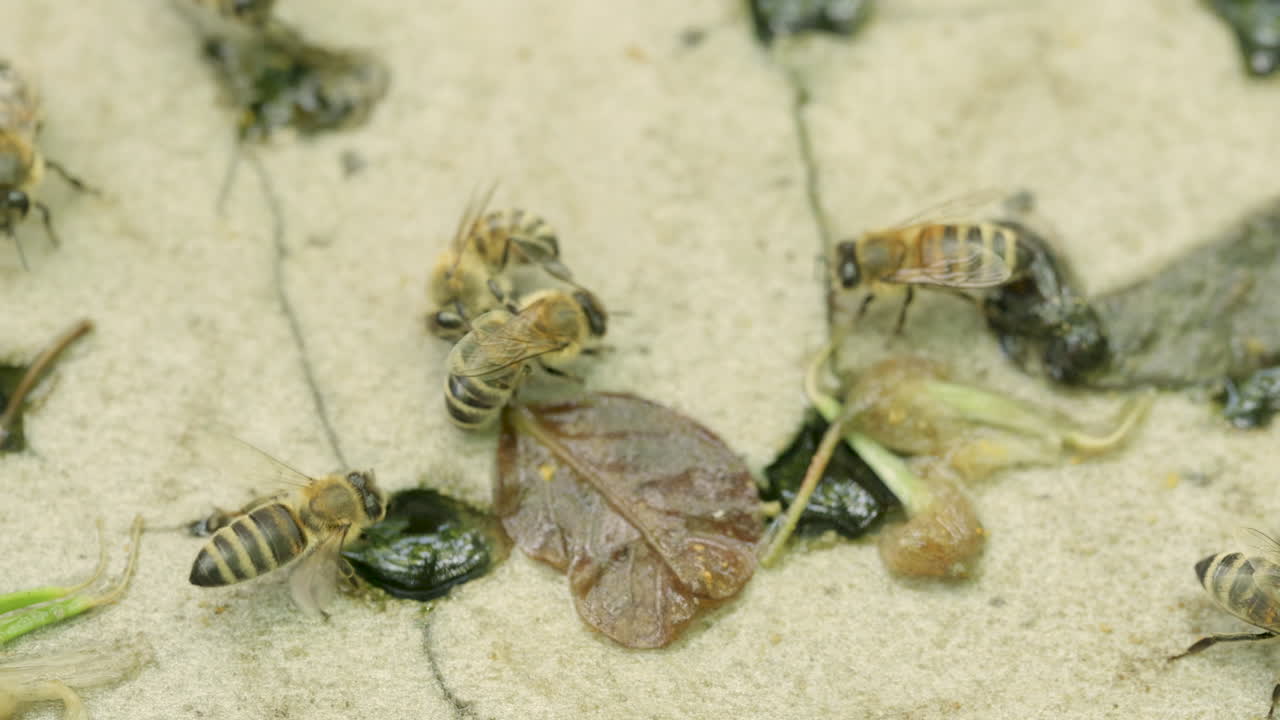 Honey bees foraging water from ground surface