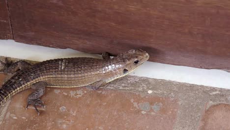 lizard on the ground great shot