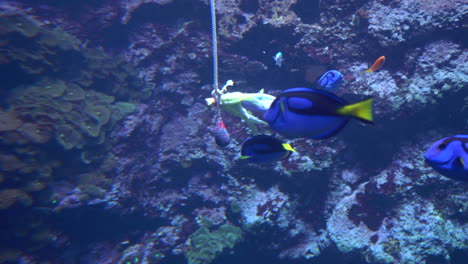 Real-Blue-Tang-Fish-swim-and-eat