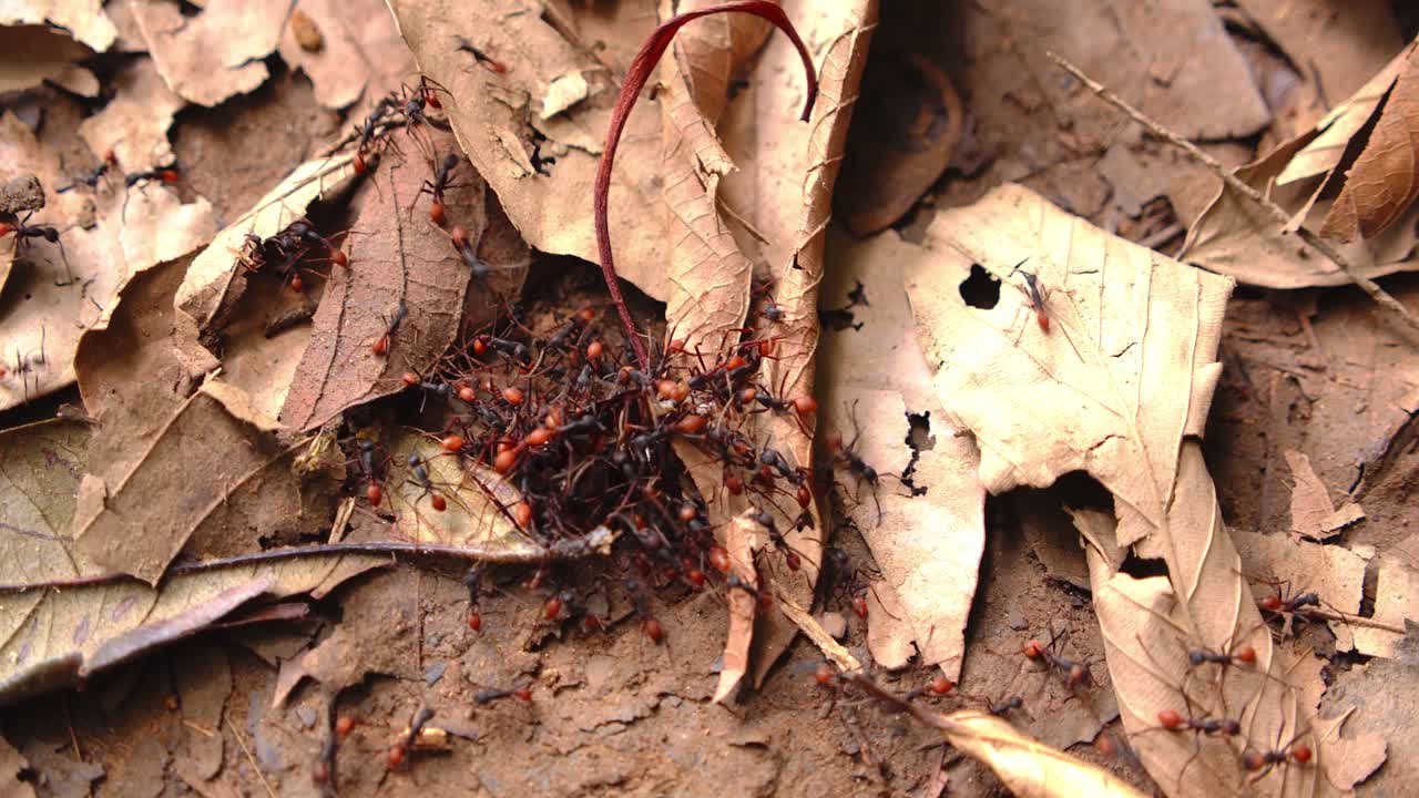 A fierce swarm of army ants attacks prey insects, dominating the jungle floor in Peru’s Amazon.