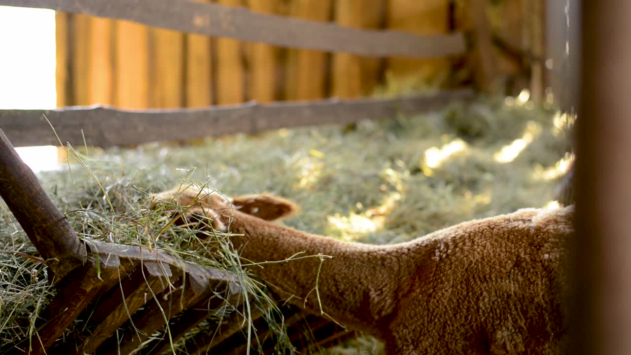 маленькая домашняя альпака ест траву сено на деревянной ферме