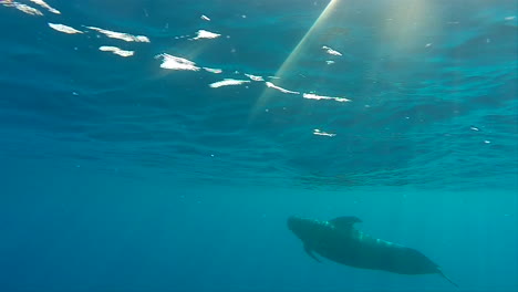 Long-finned-pilot-whale