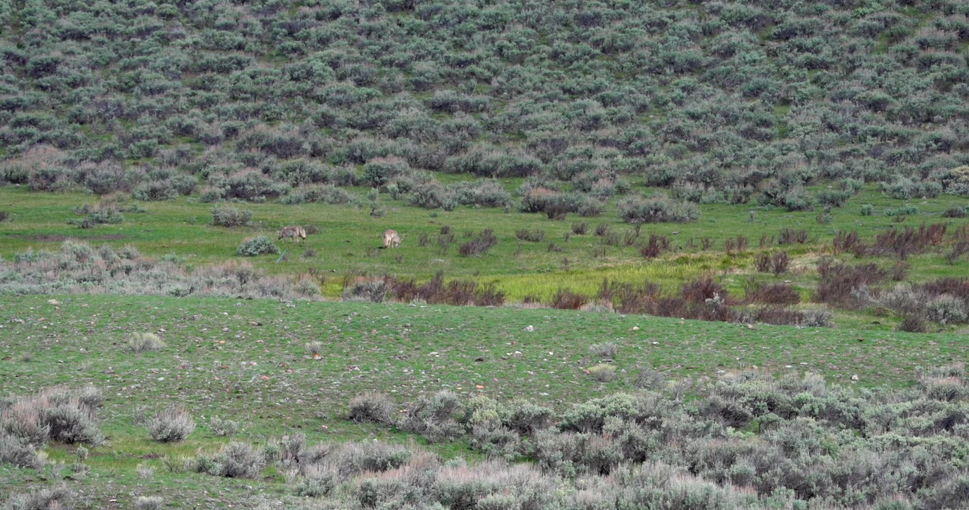 Ampia inquadratura di due coyote che camminano attraverso una valle aperta prima di fermarsi per marcare il territorio. Filmato naturalistico che documenta il comportamento territoriale naturale in un paesaggio nordamericano.