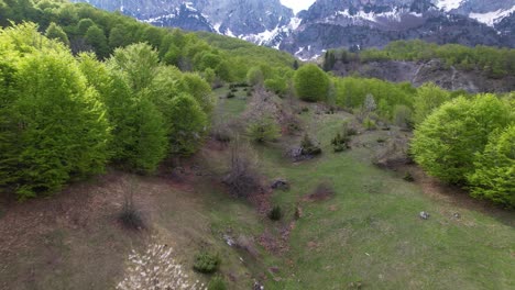 Blossoming-of-wild-trees-on-the-mountain-forest-in-spring