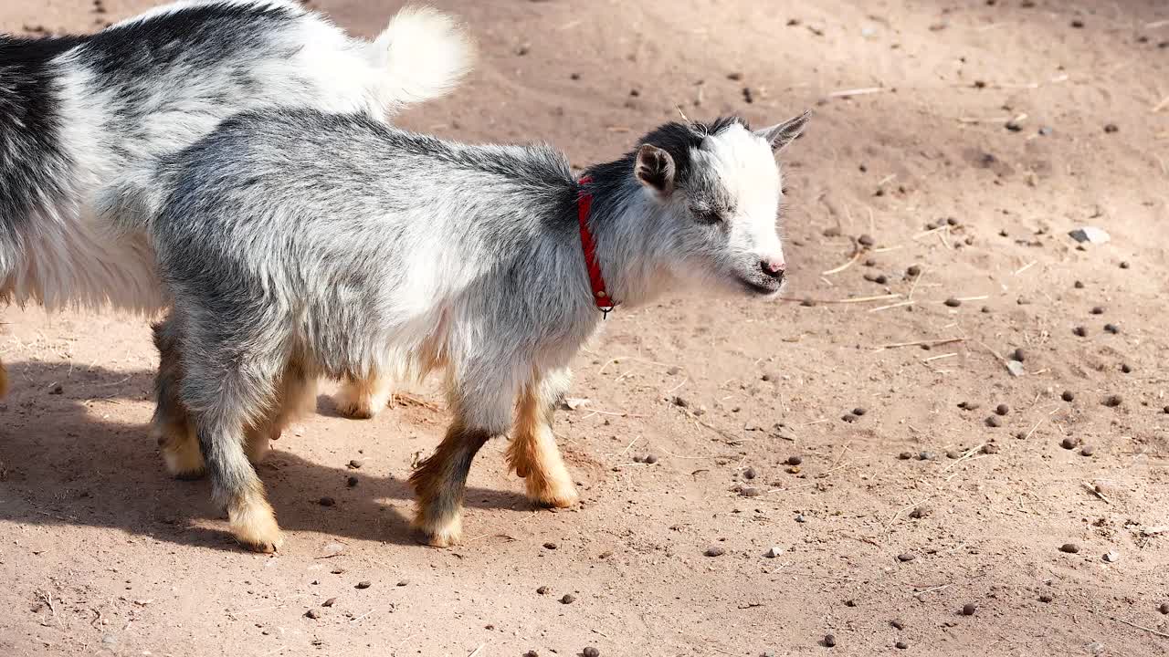 Two goats walking together on a dirt path