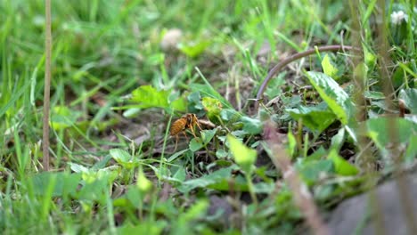 Macro-full-body-closeup-of-wasp-flying-and-working-around-single-blade-of-grass