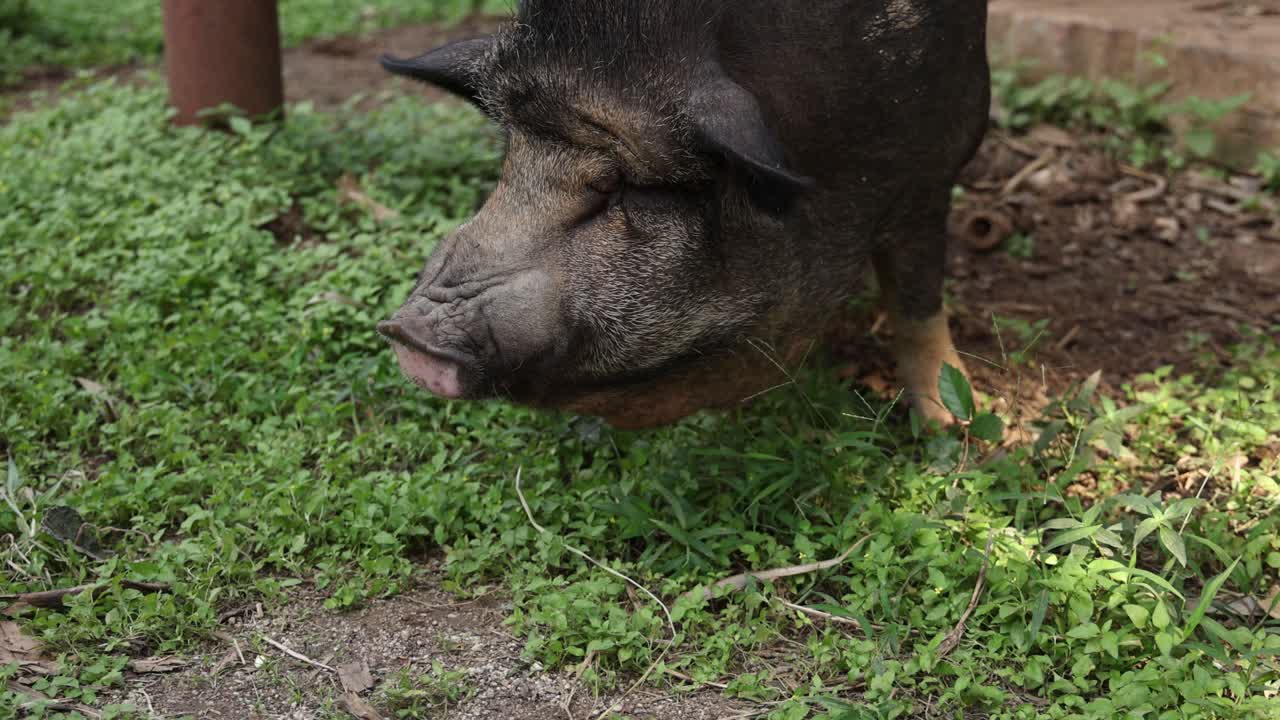 persona alimentando a mano a un cerdo al aire libre.