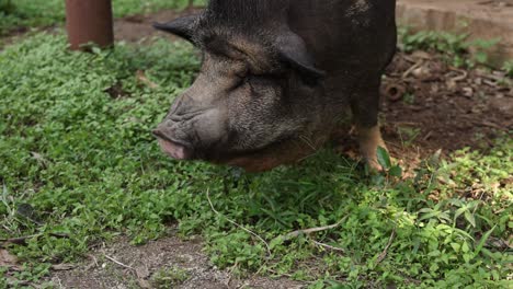 person hand-feeding a pig outdoors.